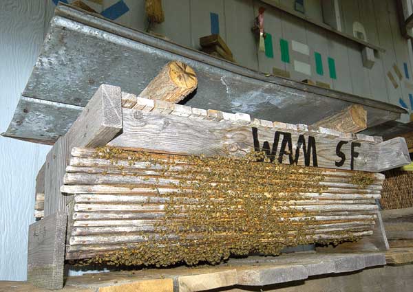 Dr. Wyatt Mangum uses sunflower stalks to make inexpensive beehives, which he rents to farmers.